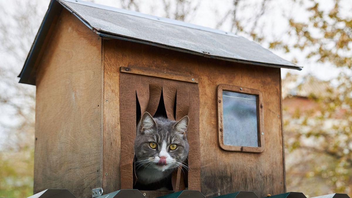 Offene Immobilienfonds Die Katze beißt sich in den Schwanz! Drescher & Cie AG